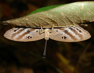 Nesti Eyemark (Semomesia nesti)
